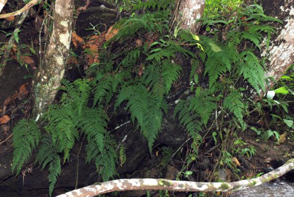 Habit