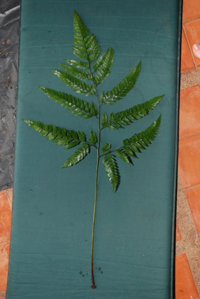Whole frond