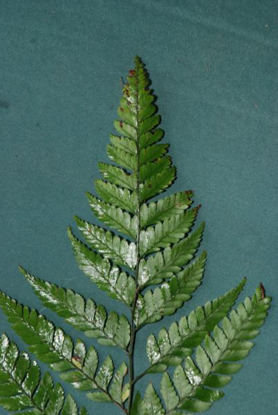 Frond apex