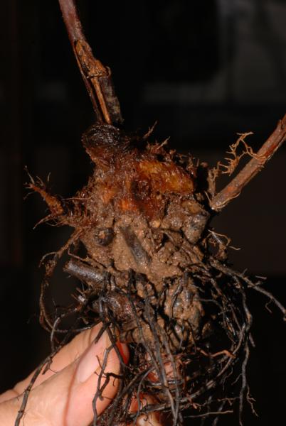 Rhizome