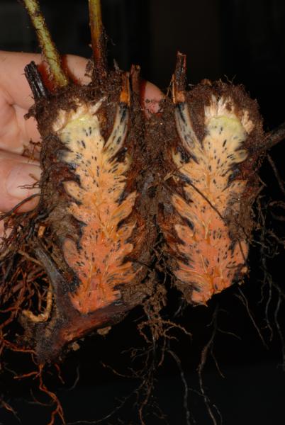 Transverse section through rhizome