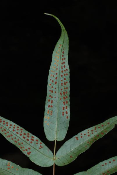 Terminal pinna