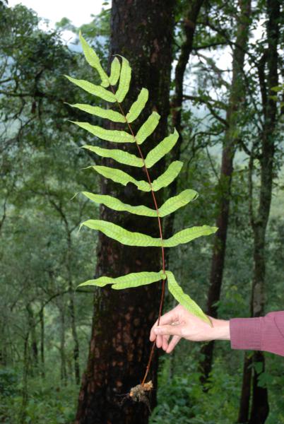 Frond