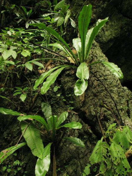 Habit