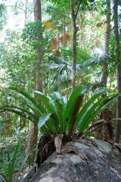 Habit