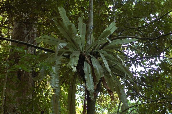 Habit