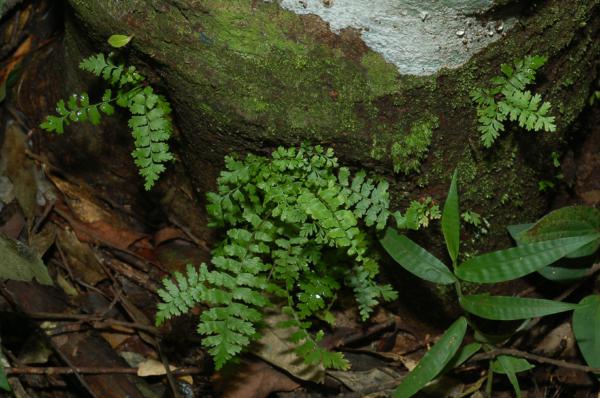 Juvenile plants
