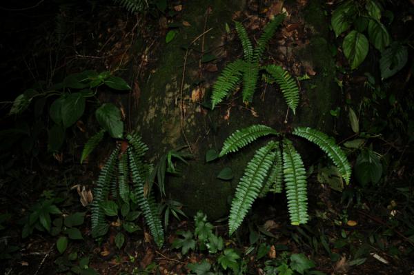 Habit