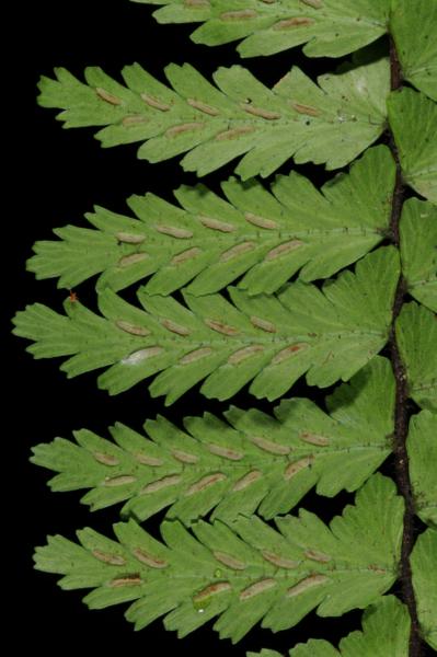 Lower surface of lamina with sori