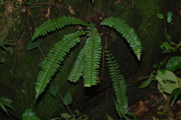 Habit