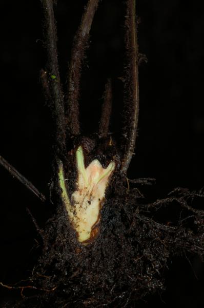 Transverse section through rhizome