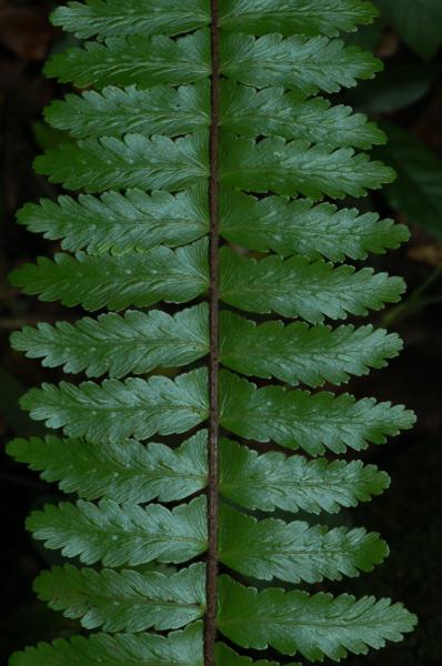 Upper surface of lamina