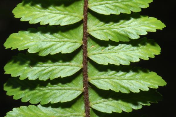 Upper surface of lamina