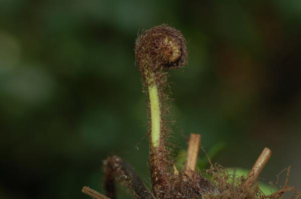 Crozier