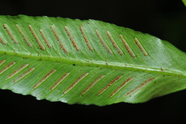 Lower surface of lamina
