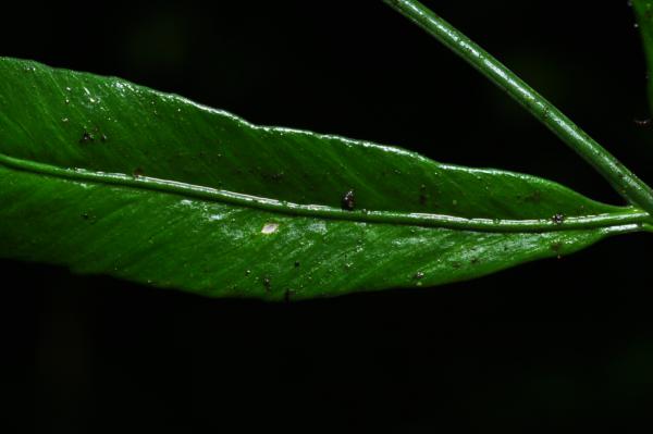 Base of pinna and rachis