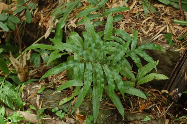 Habit
