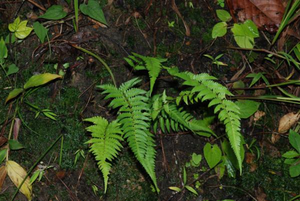 Habit