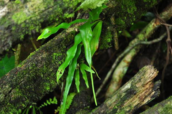 Habit