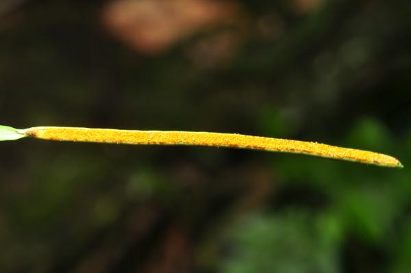 Frond apex with mature sori