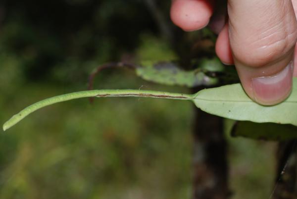 Young fertile section