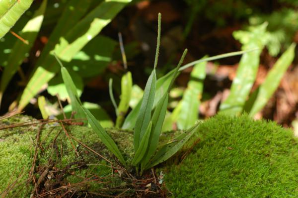 Habit