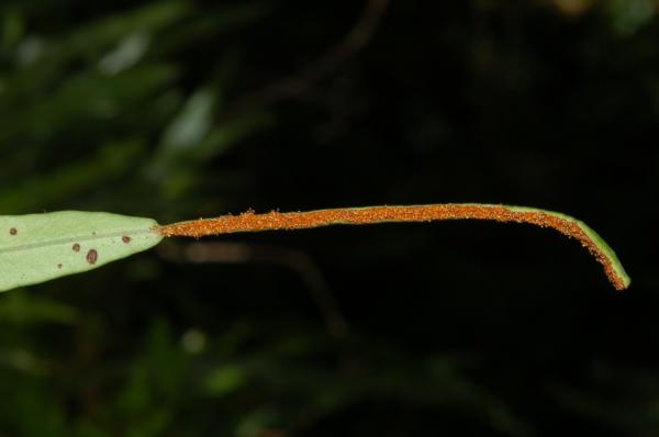 Frond apex with mature sori