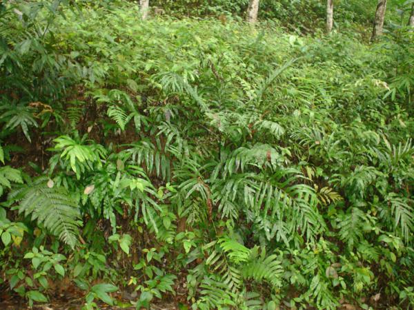 HAbit