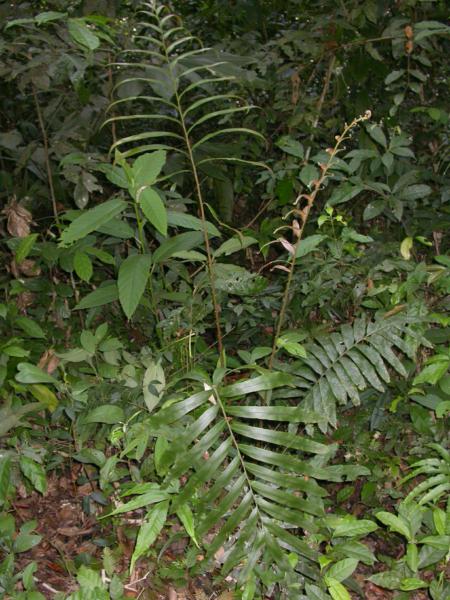Habit