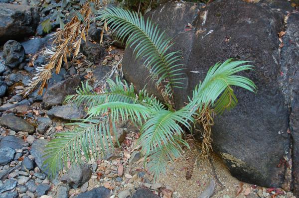 Habit