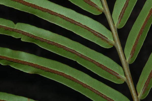 Lower surface of pinnae