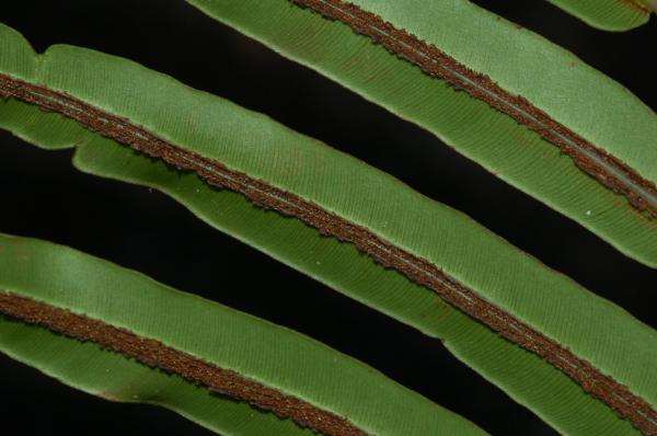 Lower surface of pinnae