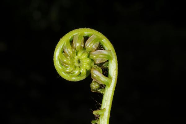 Crozier
