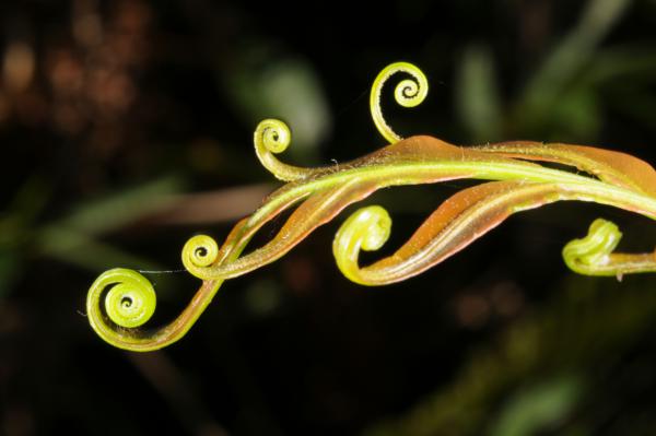 Unfurling frond