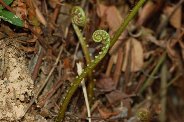 Unfurling frond showing reduced pinane at base