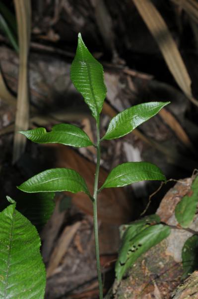 Young frond
