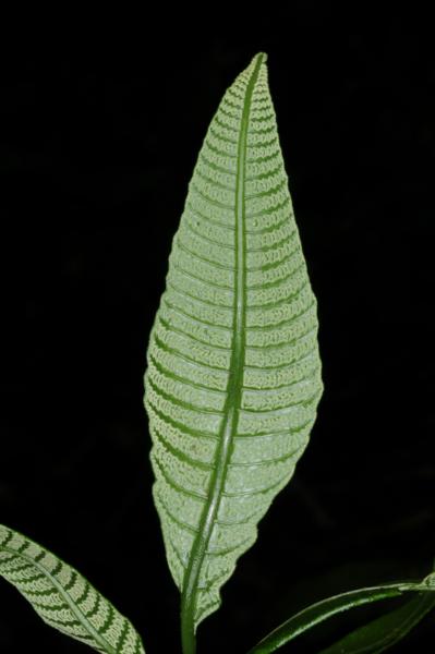 Immature fertile pinna
