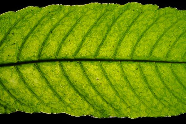 Venation