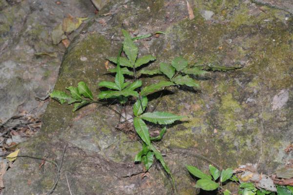 Habit