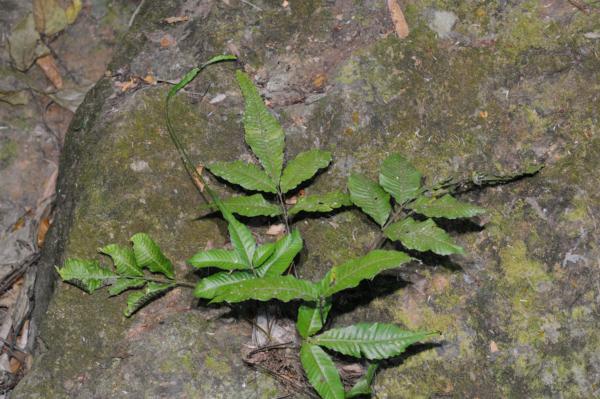 Habit to show elongated frond apex