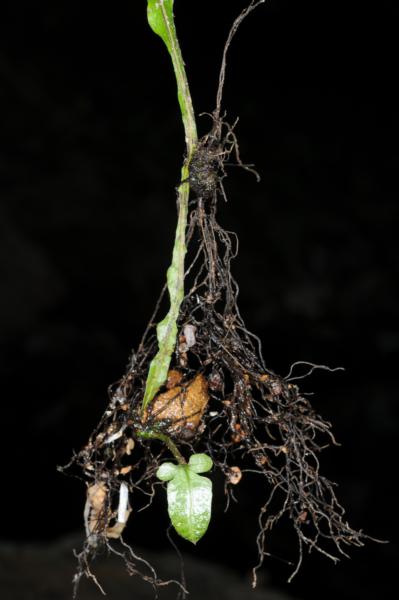Bulbil on elongated frond apex