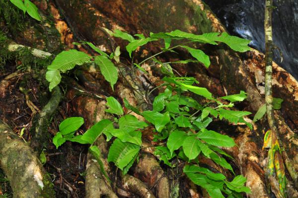 Habit