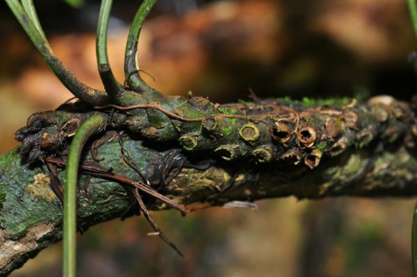 Rhizome