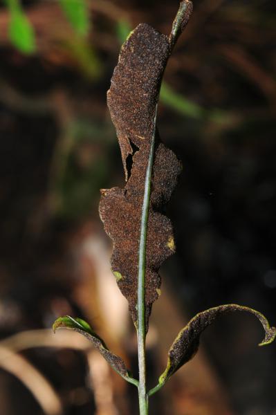 Fertile frond (damaged)