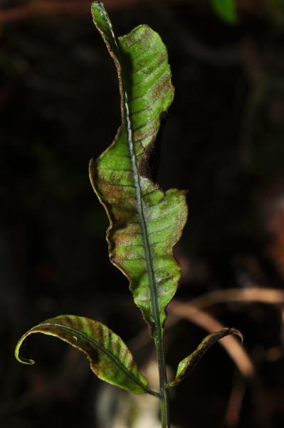 Upper surface of damaged fertile pinna