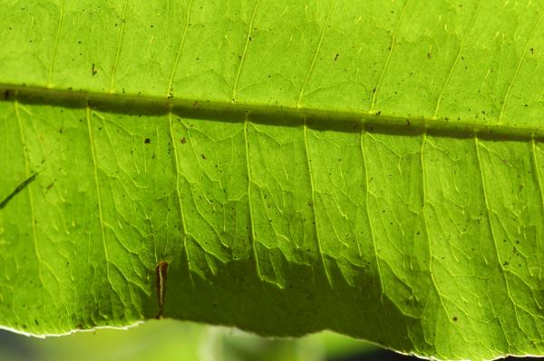 Venation in sterile frond