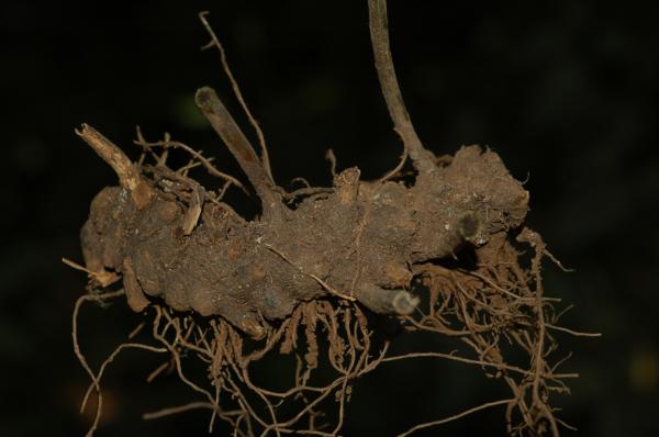 Rhizome