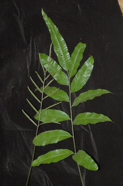 Fertile and sterile fronds