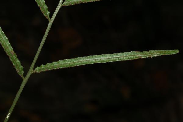 Upper surface of fertile pinna