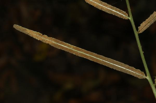 Lower surface of fertile pinna